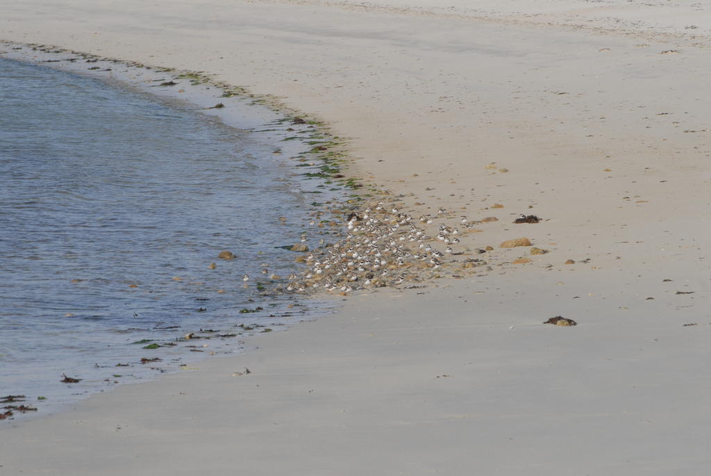 Roulotte Gites O Bien-Etre Massage Spa Sejour Bien-Etre En Hebergement Insolite Roulotte Karantez Ou En Gites Melon Ou Yock A 800 M Des Plages Maison D'Hote Drogou Porspoder Exteriér fotografie
