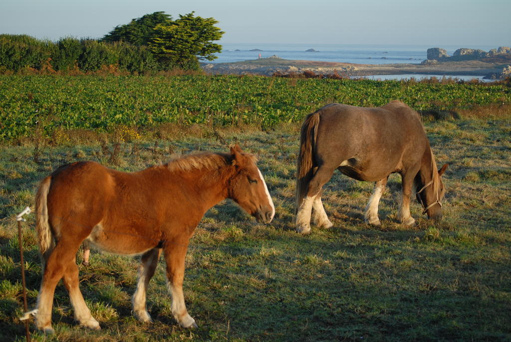 Roulotte Gites O Bien-Etre Massage Spa Sejour Bien-Etre En Hebergement Insolite Roulotte Karantez Ou En Gites Melon Ou Yock A 800 M Des Plages Maison D'Hote Drogou Porspoder Exteriér fotografie